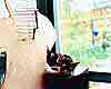 6.9.2000 Rainer Bhne: Katze