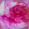 24.10.2000 Christian Paulsen: Rose