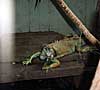 16.7.2002 I. Siegert: Gecko