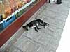 19.7.2002 I. Siegert: Mittags in Italien